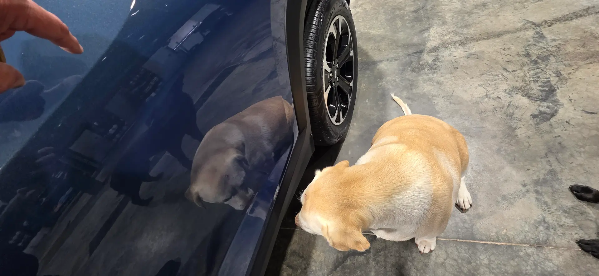 The CME Shine shop dog performing quality control